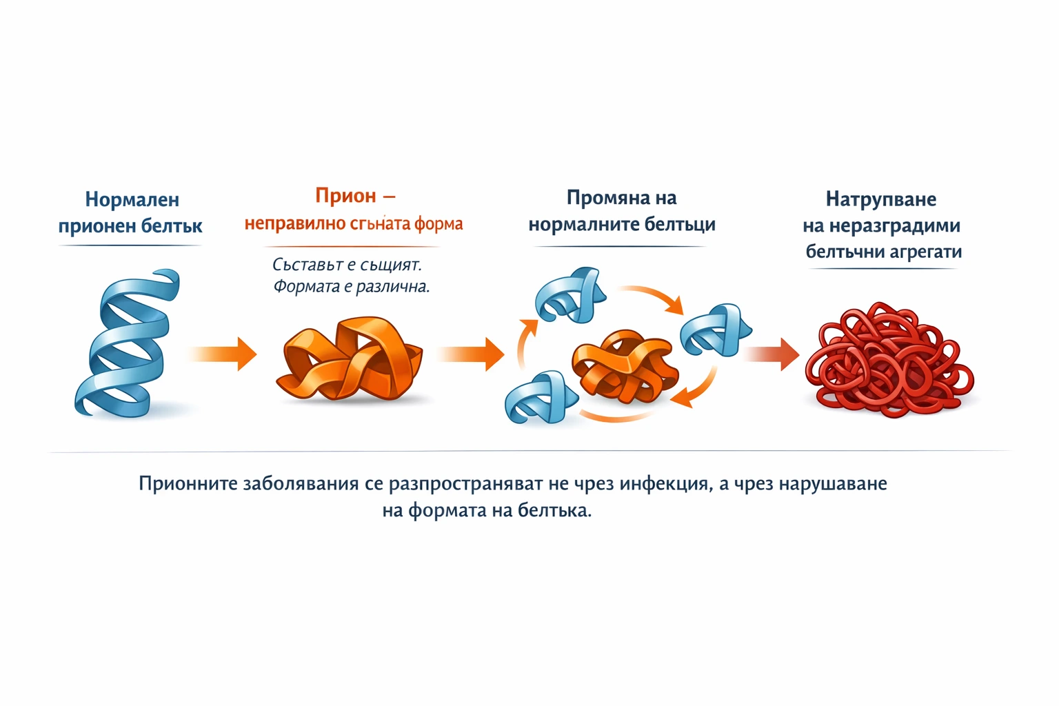 Схема на прионната верижна реакция: неправилно нагънат белтък преобразува нормални белтъци в патологична форма.